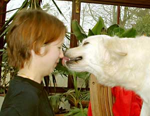 Golden Retriever - Lucy