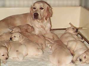 Border Collies and Golden Retrievers dog breeding