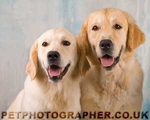 Golden Retriever Mastamariner Navigator and Captain