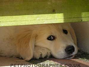 Golden Retriever Mastamariner Navigator