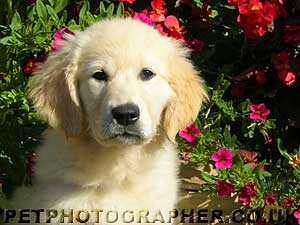 Golden Retriever Mastamariner Navigator