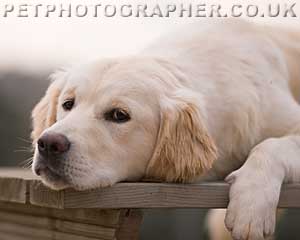 Golden Retriever Mastamariner Navigator