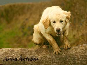 Golden Retriever Mastamariner Navigator