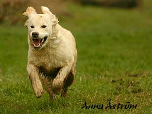 Golden Retriever Mastamariner Navigator