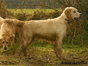 Golden Retriever Mastamariner Navigator