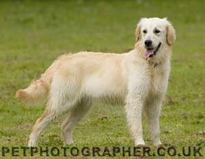 golden retriever