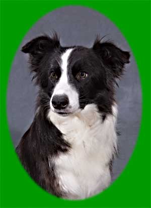 Border Collie Portrait Mastamariner Blackthorn