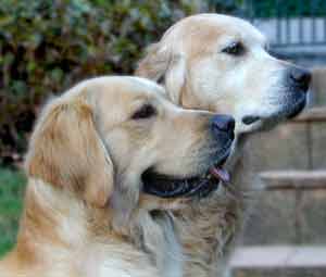 Border Collies and Golden Retrievers dog breeding