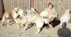 Dog Carer Au Pairs Surrounded by Golden Retrievers