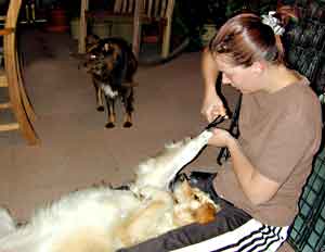 Au Pair Dog Carers Golden Retriever Isis having her paws trimmed by Anna