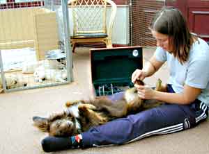 Dog Carer Au Pairs Golden Retriever Puppies asleep whilst Rebekah has her feet trimmed by Anna