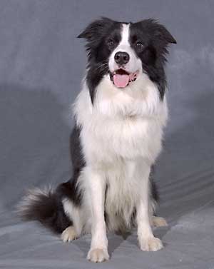 Border Colie Dog Barney