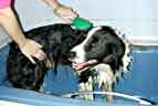 how to bath a border collie or golden retriever dog