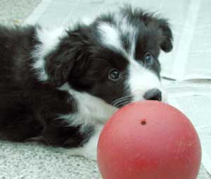 Border Collie and Golden Retriever toys and games, jolly balls