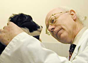 Border Collie puppy having an eye examination in the kind and capable hands of Dr Ian Mason 