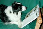 border collie books to buy online