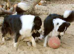 Border Collie and Golden Retriever toys and games, boomer balls