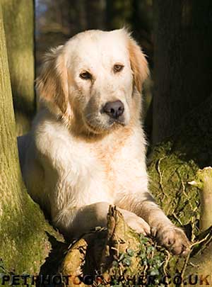 ta golden retriever rescue golden retriever breeder in the uk golden retriever puppies for sale golden ta golden retriever rescue golden retriever breeder in the uk golden retriever puppies for sale golden
