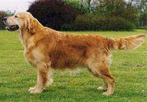 Golden Retriever Caluimn