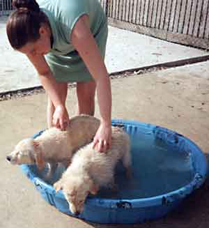 Au Pair Dog Carers Golden retreiver Puppies cooling off