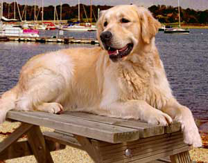 Golden Retriever