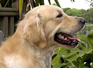 Golden Retriever