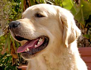 Golden Retriever