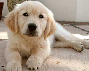 Golden Retriever Puppy