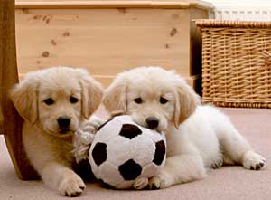 Golden Retriever Puppies