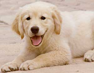 Golden Retriever Puppy