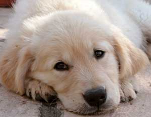 Golden Retriever Puppy