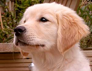 Golden Retriever Puppy