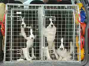 Border Collie and Golden Retriever Advice car cages