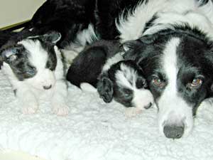 Border Collie, Cider and puppies