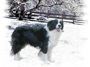 Border Collie, Cider in the snow