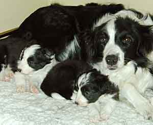 BORDER COLLIE AND GOLDEN RETRIEVER DOG INNOCULATIONS AND HOMEOPATHIC ALTERNATIVES