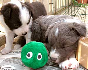 Border Collie and Golden Retriever toys and games, furry balls
