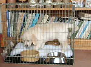 Border Collie and Golden Retriever Advice using a dog crate, cage or indoor kennel