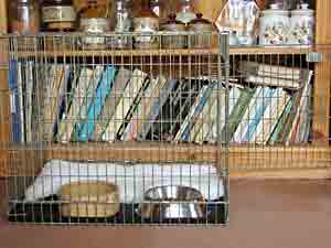 Border Collie and Golden Retriever Advice where to get a dog cage, crate or indoor kennel