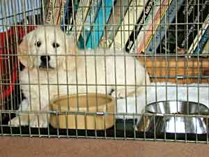 Border Collie and Golden Retriever Advice using dog cages