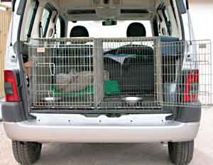 Border Collie and Golden Retriever Advice suitable cars for dogs