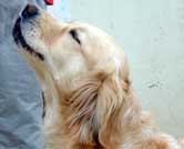 Golden Retriever Cursors daisy  Picture