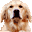 Golden Retriever Cursors Isis