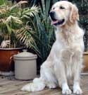 Golden Retriever Cursors Primrose  Sitting Picture