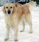 Golden Retriever Cursors Primrose  Picture