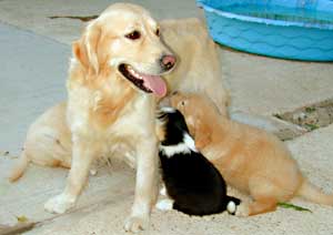 Golden Retriever Daisy feeding everyones puppies