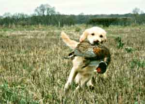 Golden Retriever Daisy - retrieving a cock pheasant