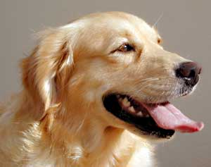 Golden Retriever Daisy a beautiful girl