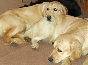 Golden Retriever Daisy  resting her head on Isis whilst waiting for breakfast