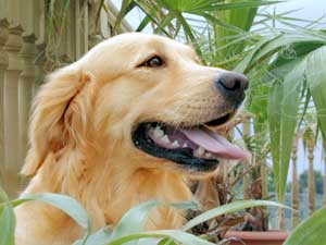 Golden Retriever Daisy - a lovely example of her breed